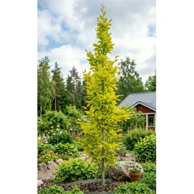 Kultapylväspyökki (Fagus sylvatica 'Dawyck Gold') Kultapylväspyökki (Fagus sylvatica 'Dawyck Gold')